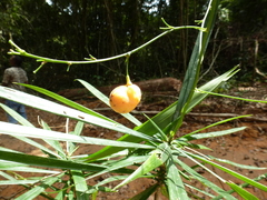 Dracaena cerasifera image