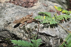 Anolis tropidonotus