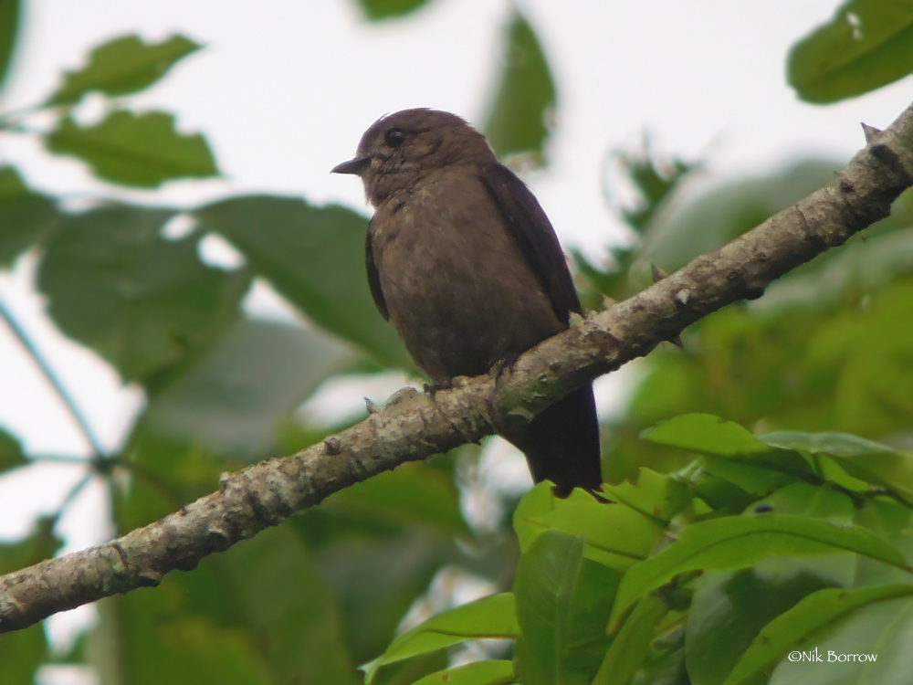 Ussher's Flycatcher (Artomyias ussheri)