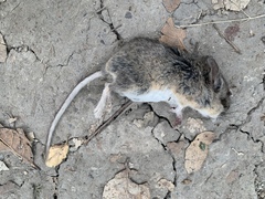 Peromyscus californicus