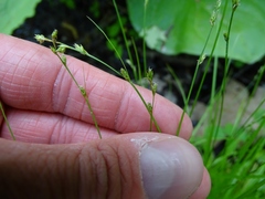 Carex brunnescens