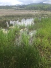 Alopecurus pratensis