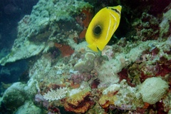 Chaetodon bennetti