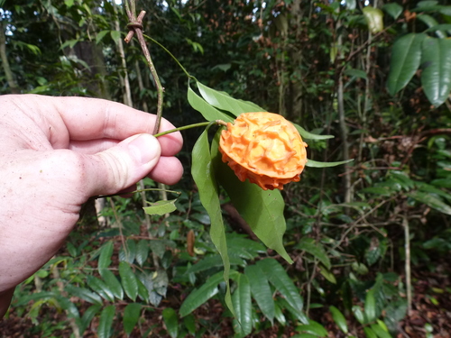 Salacia whytei
