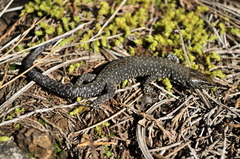 Lepidophyma gaigeae