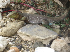 Cnemidophorus murinus