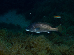 Sciaena umbra