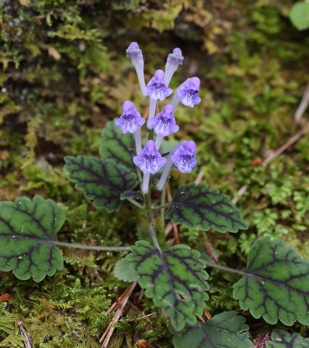 Scutellaria laeteviolacea iNat (2)