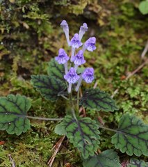Scutellaria laeteviolacea