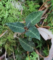 Goodyera biflora