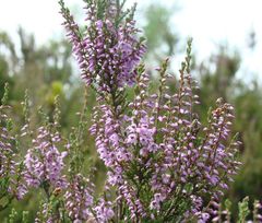 Calluna vulgaris