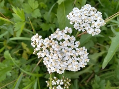 Achillea millefolium