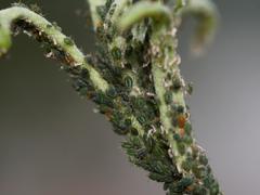 Aphis farinosa
