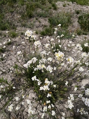 Arabidopsis arenosa