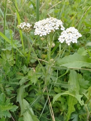 Achillea millefolium