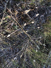 Enneapogon lindleyanus