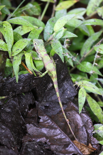 Indonesian False Bloodsucker, Pseudocalotes tympanistriga
