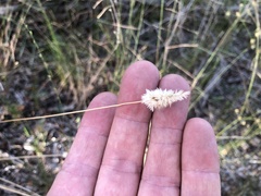 Enneapogon lindleyanus