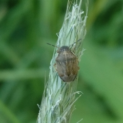 Neottiglossa pusilla