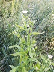 Erigeron annuus