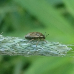 Neottiglossa pusilla