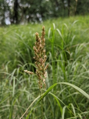 Poaceae