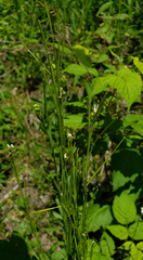 Arabis pycnocarpa adpressipilis