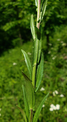 Arabis pycnocarpa adpressipilis
