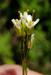 Arabis pycnocarpa adpressipilis