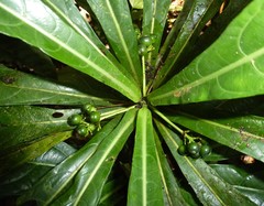 Pavetta sapoensis