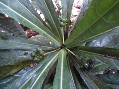 Pavetta sapoensis