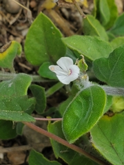 Carlowrightia torreyana