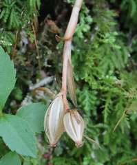 Goodyera biflora