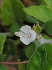 Carlowrightia torreyana