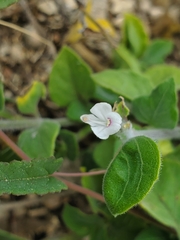 Carlowrightia torreyana