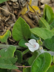 Carlowrightia torreyana