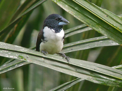 Spermestes fringilloides