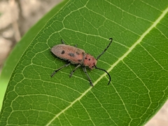 Tetraopes