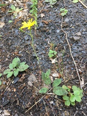 Hieracium glaucinum
