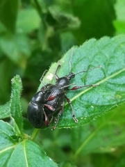 Otiorhynchus clavipes