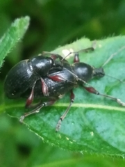 Otiorhynchus clavipes