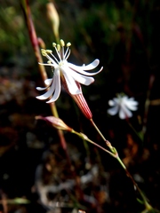 Silene nutans