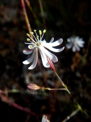 Silene nutans