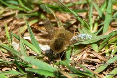 Bombylius canescens