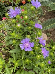 Stokesia laevis