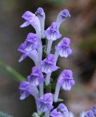 Scutellaria laeteviolacea