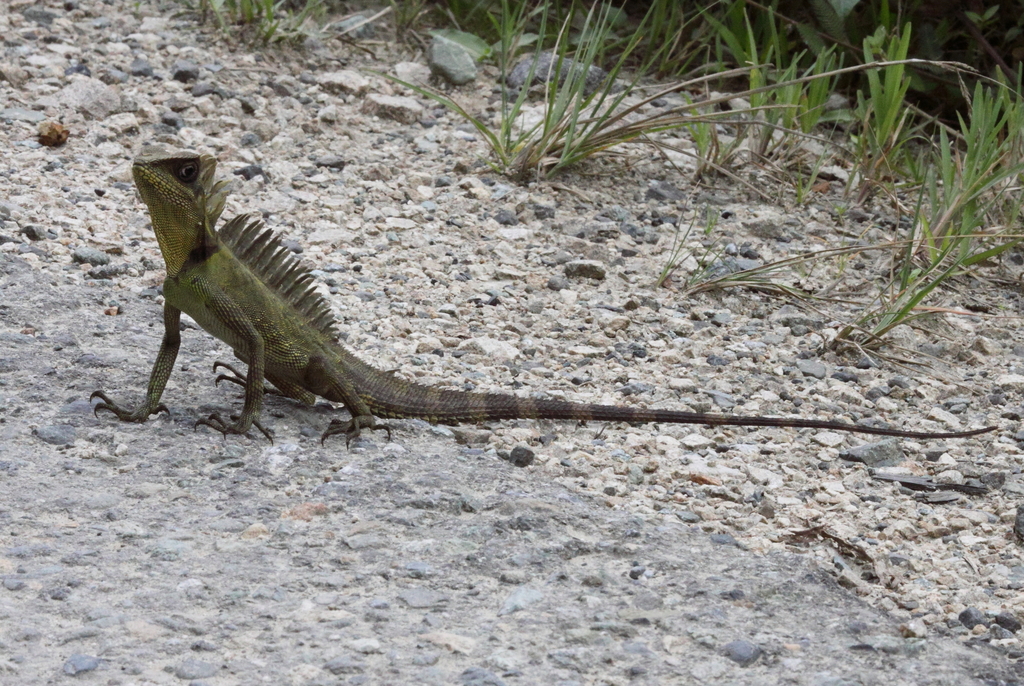 Bleeker's Forest Dragon