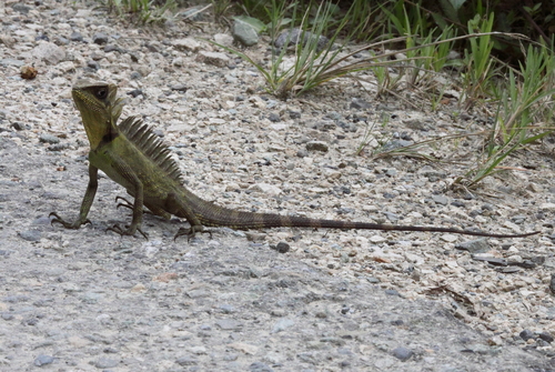 Bleeker's Forest Dragon, Gonocephalus megalepis