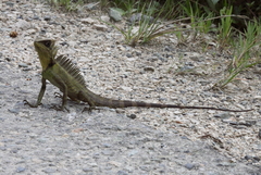 Bleeker's Forest Dragon photo 2