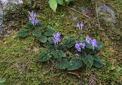 Scutellaria laeteviolacea